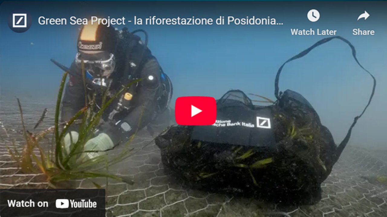 Video GreenSea Project