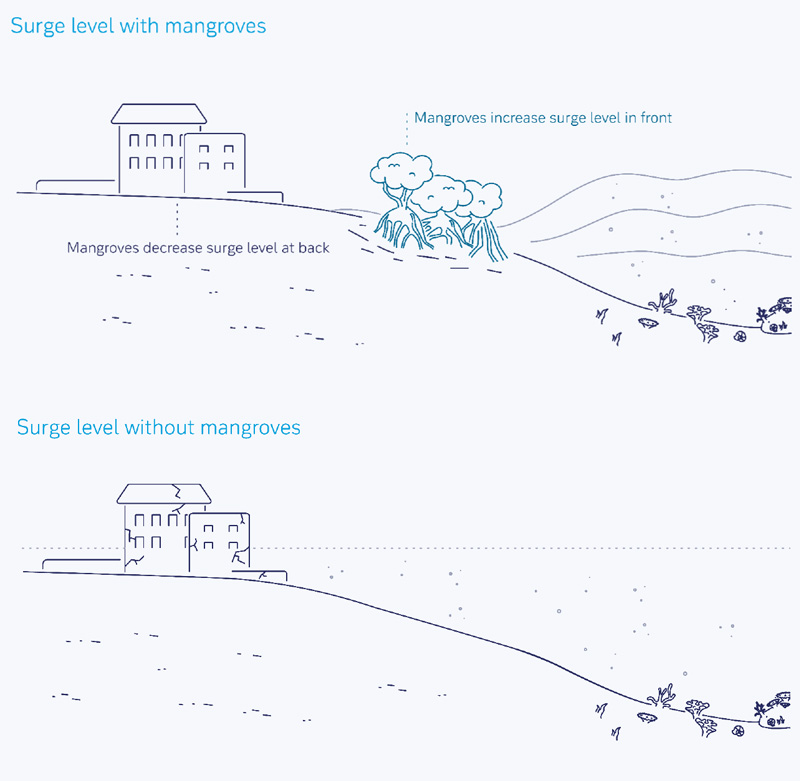 Figura-2-le-mangrovie-riducono-i-picchi